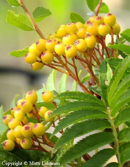 Sorbus 'Flanrock' ('Autumn Spire') sitruunapihlaja